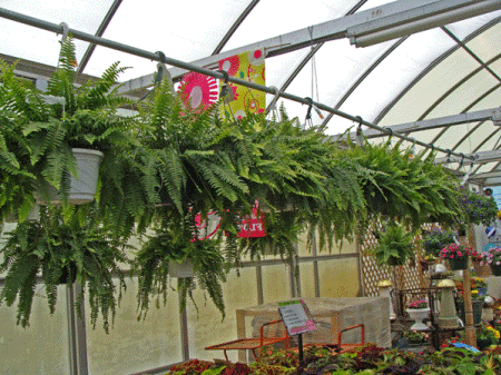 Springtime brings the department's largest sale which includes annuals, 
